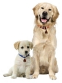 Abschreckung Repeller Tickless Pet