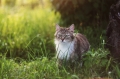 Helios 44-2 58mm F2-Objektiv für Nikon
