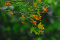 Jupiter-36b 250mm f3.5 Russian Objektiv für Kiev-60 / Pentacon Six