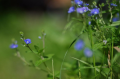 Zenitar 50 mm F1.7 Weinlese-Objektiv für M42