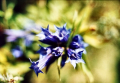 Zenitar 50 mm F1.7 Weinlese-Objektiv für M42