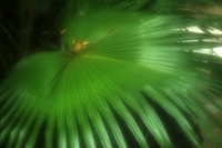 Zone Plate 13 Zonen F57 für Skink Pinhole Pancake Nikon