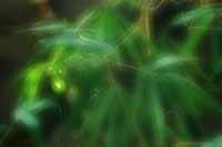 Zone Plate 13 Zonen F72 für Skink Pinhole Pancake Nikon